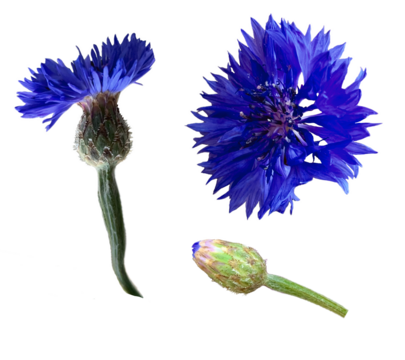 Set of bright isolated  blue cornflower (Centaurea cyanus) blooms and a single bud isolated on white background. Detailed close-up showing the vivid color and delicate petal texture 