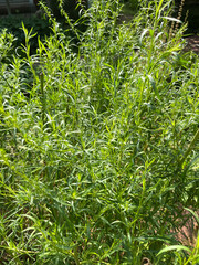 close up of green grass