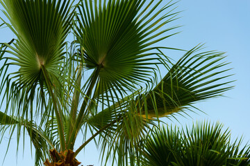 Palm fronds against a clear blue sky, vibrant green leaves, sunny day, closeup of palm tree,...