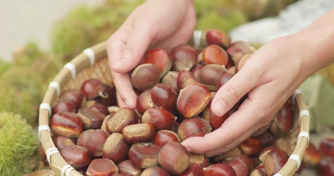 Chestnut harvest, peeled chestnuts, poured chestnuts
