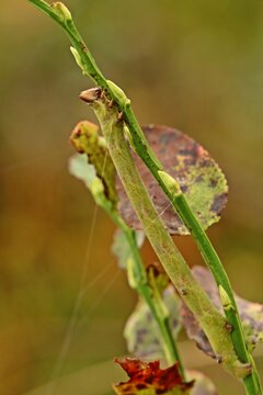 Raupe des Birkenspanners (Biston betularia) an Heidekraut (Calluna vulgaris)