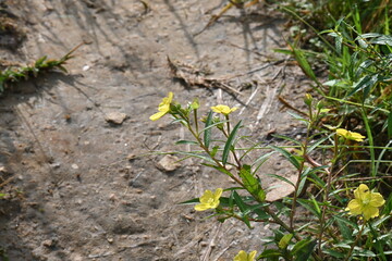 Ludwigia plant flower. Its common names  primrose willow, water purslane and water primrose. This is a genus of species of aquatic plants. Yellow flowers.
