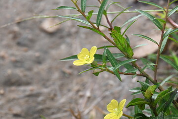 Ludwigia plant flower. Its common names  primrose willow, water purslane and water primrose. This is a genus of species of aquatic plants. Yellow flowers.