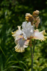 Tall bearded iris yellow and white flower - Latin name - Iris barbata elatior Ring Around Rosie