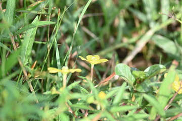 Ludwigia plant flower. Its common names  primrose willow, water purslane and water primrose. This is a genus of species of aquatic plants. Yellow flowers.