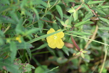 Ludwigia plant flower. Its common names  primrose willow, water purslane and water primrose. This is a genus of species of aquatic plants. Yellow flowers.
