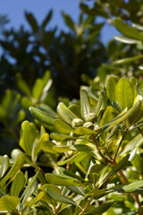 Mock Orange branch with fruit - Latin name - Pittosporum tobira