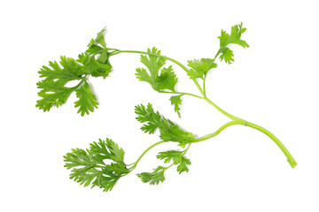 Fresh green coriander leaves isolated on white background, top view	