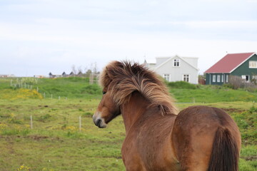 icelandic horse with manes blowing in the wind