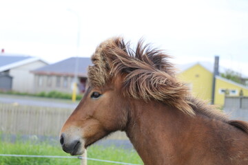 icelandic horse with manes blowing in the wind