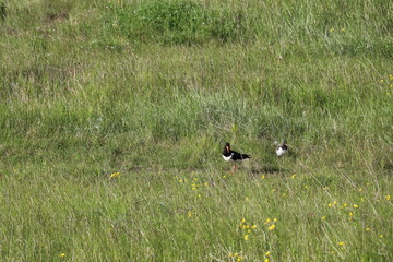 adult and young oystercatch foraging in a green meadow