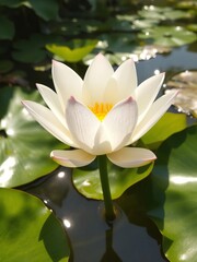A pristine white water lily with delicate pink tips blossoms gracefully above the reflective pond surrounded by lush green lily pads in the warm sunlight.