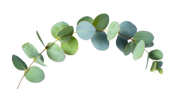 Single Curved Eucalyptus Branch with Green and Blue Leaves Isolated on a Transparent Background.