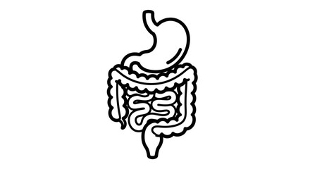 Detailed Line Art Depiction of the Human Digestive System and Gut Anatomy