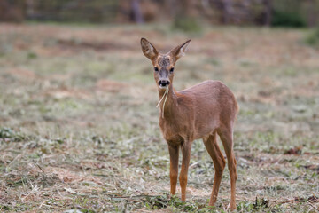A close-up of a young male roe deer stands on the dry grass, eating dandelion leaves toward the camera lens on a cloudy autumn day.	