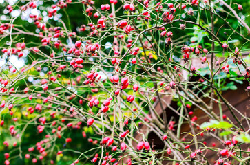 Obraz premium Abundant Bright Red Rose Hips on Wild Rose Bush in Autumn