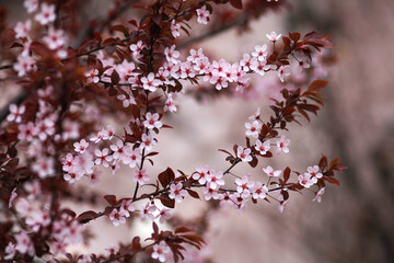 Pink cherry blossoms in the city