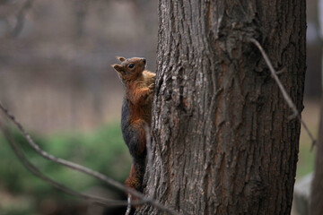 Squirrel on a tree in the Botanical garden in Yerevan, Armenia