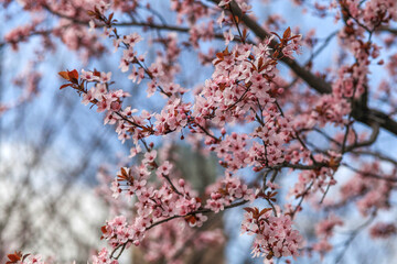 Pink cherry blossoms in the city