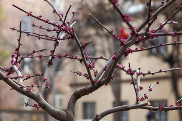 Incorrect pruning of trees