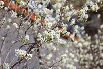 Amelanchier blossoms in the city