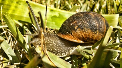 Snail coming out into the sun