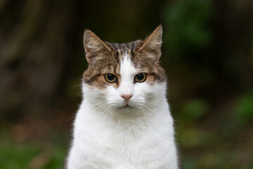 close up portrait of a cat