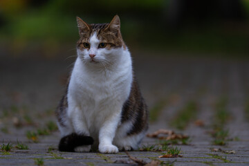 cat in the garden