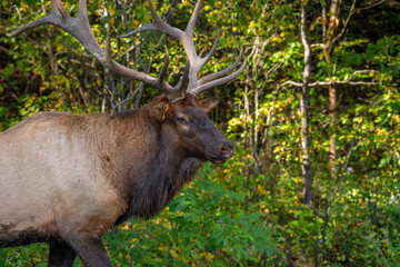 A large bull elk standing in a field