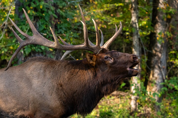 A large bull elk bugling