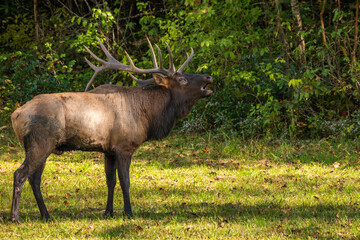 A large bull elk bugling