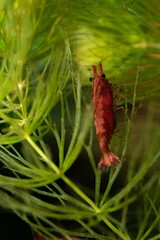 Red cherry shrimp resting on green aquatic plant in freshwater aquarium. Macro shot showing details of the shrimp and natural tank environment, ideal for aquascaping or pet hobby visuals.