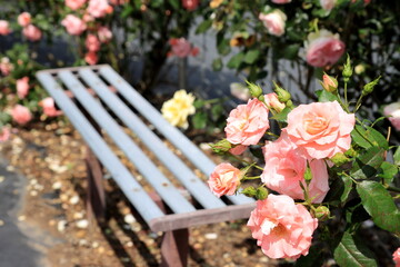 満開のピンク色のバラ