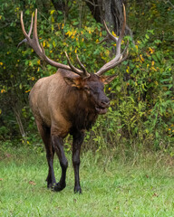 A large bull elk bugling