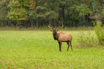 A large bull elk standing in a field