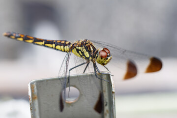 マクロレンズでコノシメトンボ01