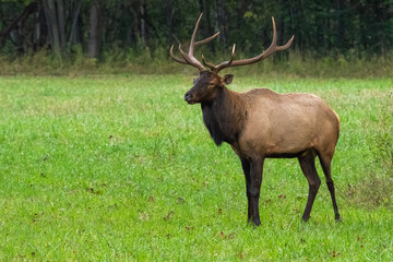 A large bull elk standing in a field