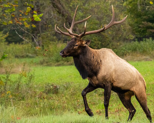 A large bull elk standing in a field