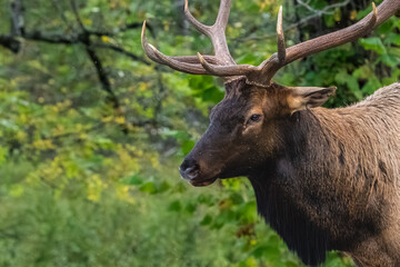 A close-up of a large bull elk
