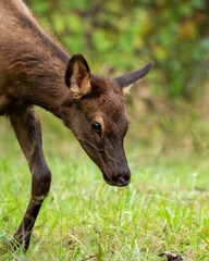 A young elk calf in a grassy field