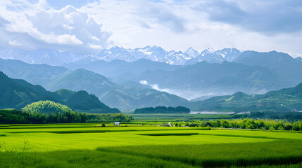 Obraz premium Rice Fields and Snowy Mountain Range