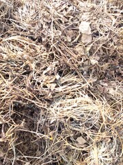 
Pile of moong's staw in agriculture field. Dried straw of moong or green legume after cultivation. It's use for feeding animals in india. Animal food. 