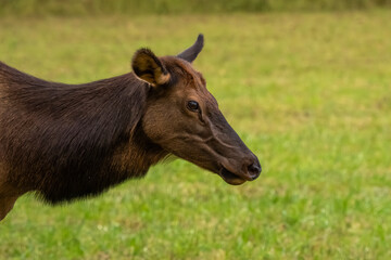 A close-up of a female elk (cow)