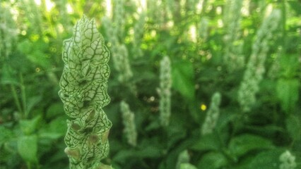 a picture of betonica flower in the garden