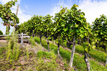 Fototapeta premium Rows of well-tended grape vines
