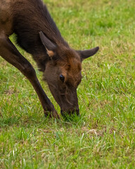A young elk calf in a grassy field