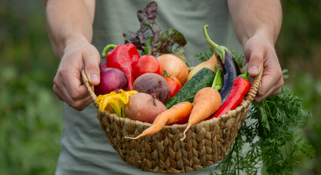 Farmer Holding a Wicker Basket Full of Fresh Organic Harvested Vegetables - Powered by Adobe