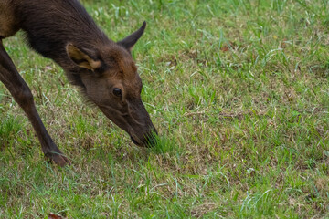 A young elk calf in a grassy field