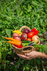 Farmer Holding a Wicker Basket Full of Fresh Organic Harvested Vegetables