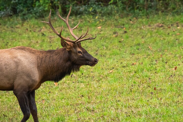 A large bull elk standing in a field